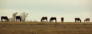 Pastoral Setting. Photo by Dave Bell.