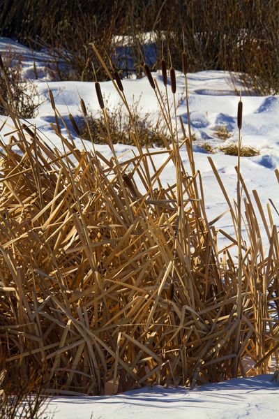 Winter Cat Tails. Photo by Dave Bell.