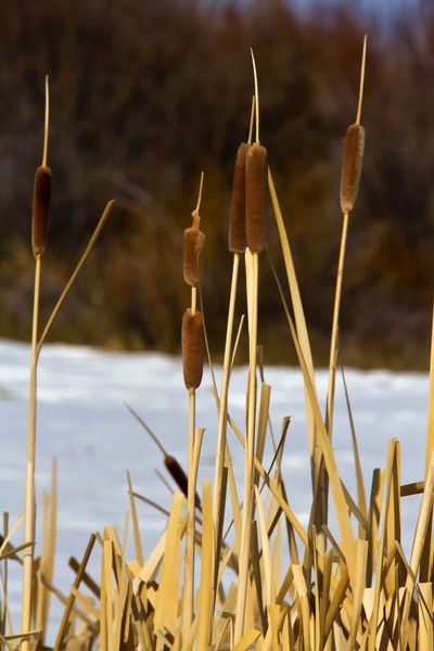 Painted Cat Tails. Photo by Dave Bell.