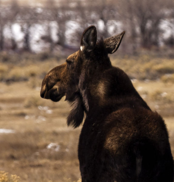 South End Of A North Bound Moose. Photo by Dave Bell.