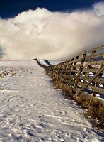 Wyoming Snowfence. Photo by Dave Bell.