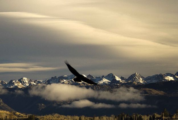 Its A Bird. Photo by Dave Bell.