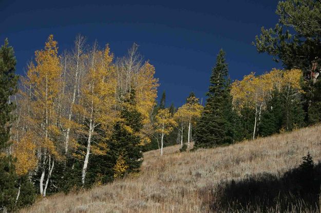Yellow Aspen On Hillside. Photo by Dave Bell.