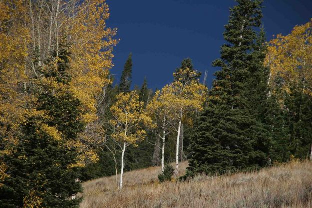 Aspen At Their Peak. Photo by Dave Bell.