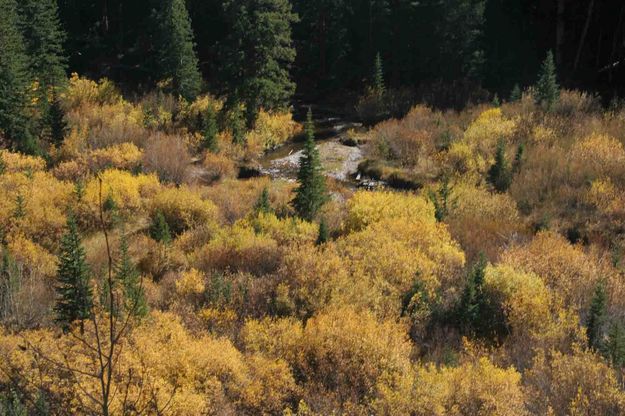 Yellow Willows Along Fish Creek. Photo by Dave Bell.