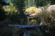 Willow Reflection In Fish Creek. Photo by Dave Bell.