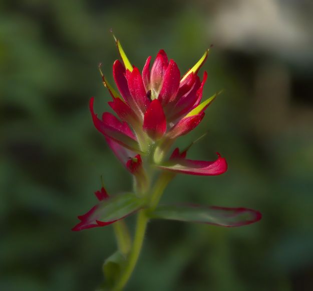 Paintbrush At Trailhead. Photo by Dave Bell.