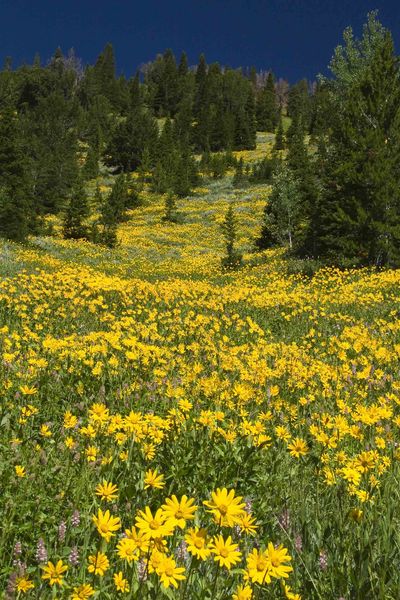 Yellow Hillside. Photo by Dave Bell.