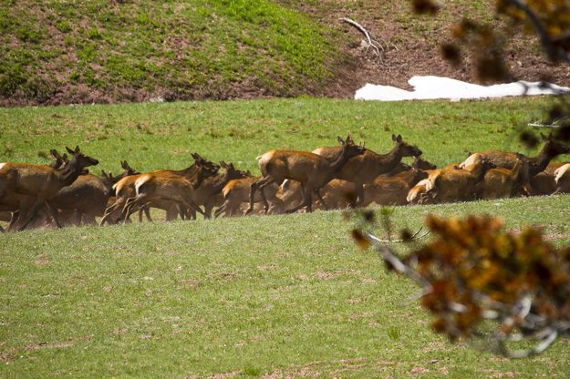 Stampede. Photo by Dave Bell.