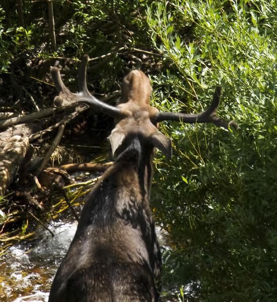 Mutant Moose Horns--Where Are The Paddles?. Photo by Dave Bell.