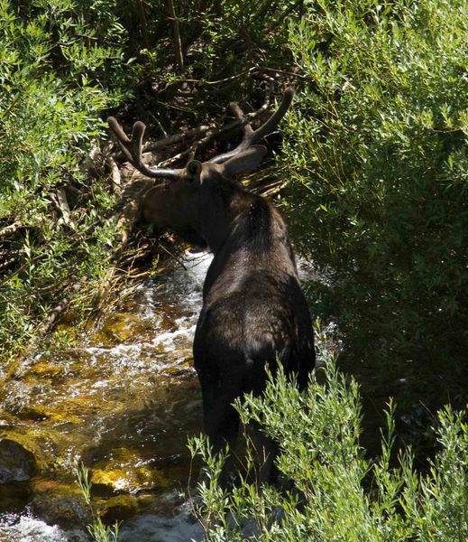 Moose In Fish Creek. Photo by Dave Bell.