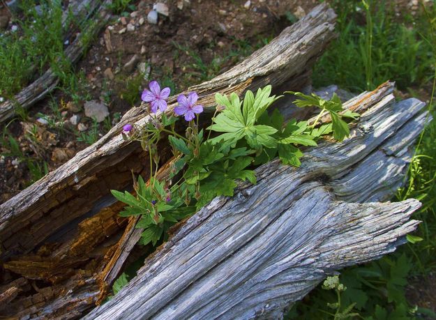 Natural Planter. Photo by Dave Bell.