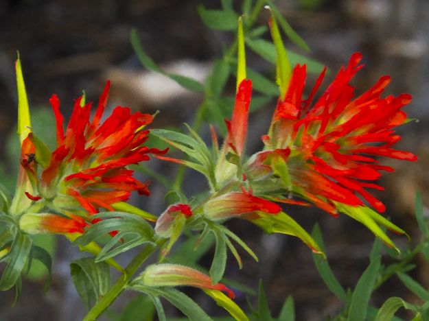 Painted Indian Paintbrush. Photo by Dave Bell.