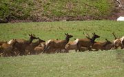 Starting To Run. Photo by Dave Bell.