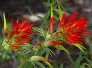 Painted Indian Paintbrush. Photo by Dave Bell.