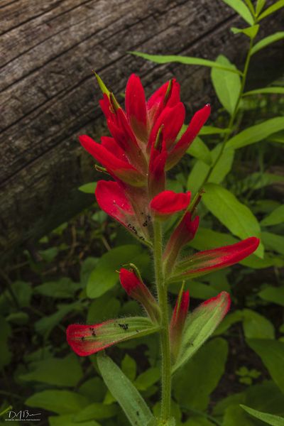 Beautiful Paintbrush. Photo by Dave Bell.