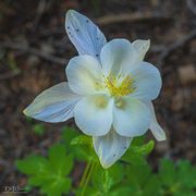 Columbine. Photo by Dave Bell.