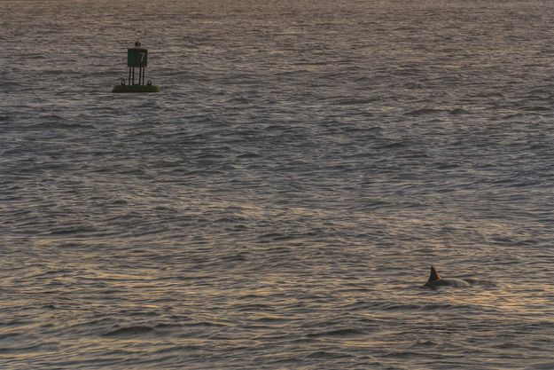 Dolphin In Ponce Inlet. Photo by Dave Bell.