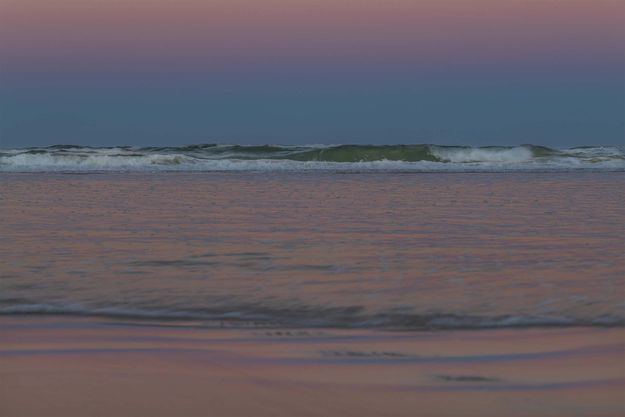 Brilliant Venus Belt Pink. Photo by Dave Bell.