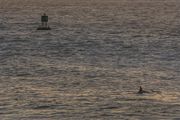 Dolphin In Ponce Inlet. Photo by Dave Bell.