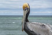 Mr. Photogenic. Photo by Dave Bell.