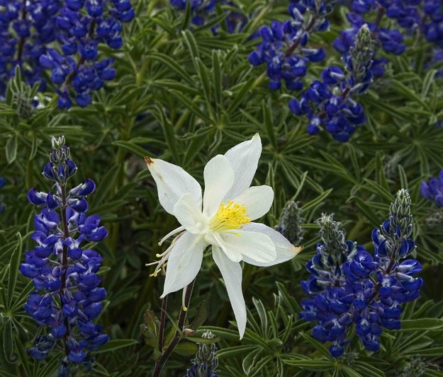 Single Columbine. Photo by Dave Bell.