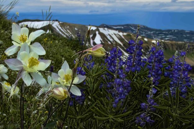 Columbine And Lupine. Photo by Dave Bell.