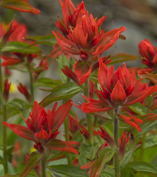 Indian Paintbrush Red. Photo by Dave Bell.