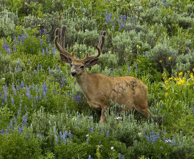 Buck In The Flowers. Photo by Dave Bell.