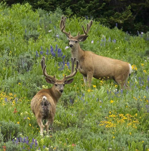 Two Nice Bucks. Photo by Dave Bell.