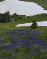 Lupine Show. Photo by Dave Bell.