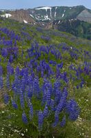 Lupine Hillside. Photo by Dave Bell.