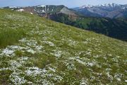 Cushion Phlox Carpet. Photo by Dave Bell.