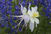 Columbine Texture. Photo by Dave Bell.