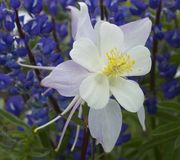 Columbine Up-Close. Photo by Dave Bell.