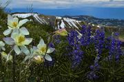 Columbine And Lupine. Photo by Dave Bell.