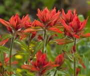 Indian Paintbrush. Photo by Dave Bell.