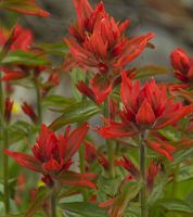 Indian Paintbrush Red. Photo by Dave Bell.