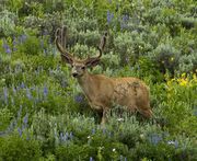 Buck In The Flowers. Photo by Dave Bell.