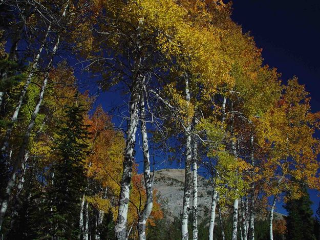Aspens At McDougall Gap. Photo by Dave Bell.