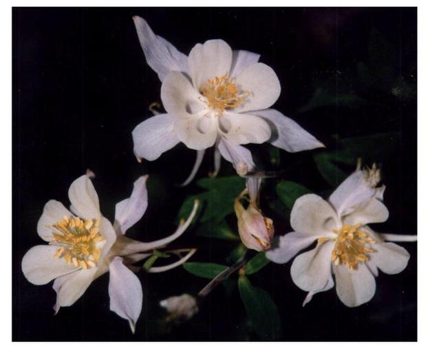 Wind River Columbine. Photo by Dave Bell.