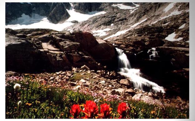 Indian Paintbrush Below Stroud Glacier. Photo by Dave Bell.