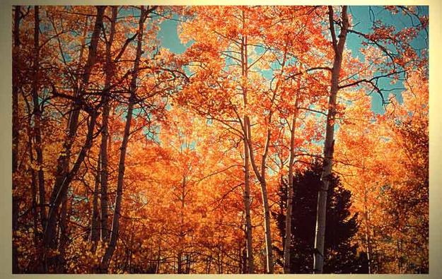 Horse Creek Aspen. Photo by Dave Bell.