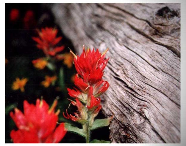 Indian Paintbrush. Photo by Dave Bell.