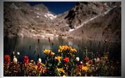 Peak Lake Flowers. Photo by Dave Bell.