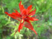 Indian Paintbrush. Photo by Dave Bell.