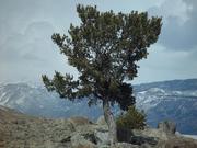 Lone Tree on Fremont Ridge. Photo by Dave Bell.