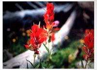 Indian Paintbrush