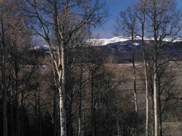 Aspen and Gros Ventre Range View. Photo by Dave Bell.