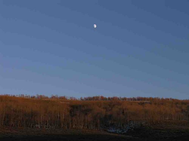 Rising Moon Over Aspen. Photo by Dave Bell.